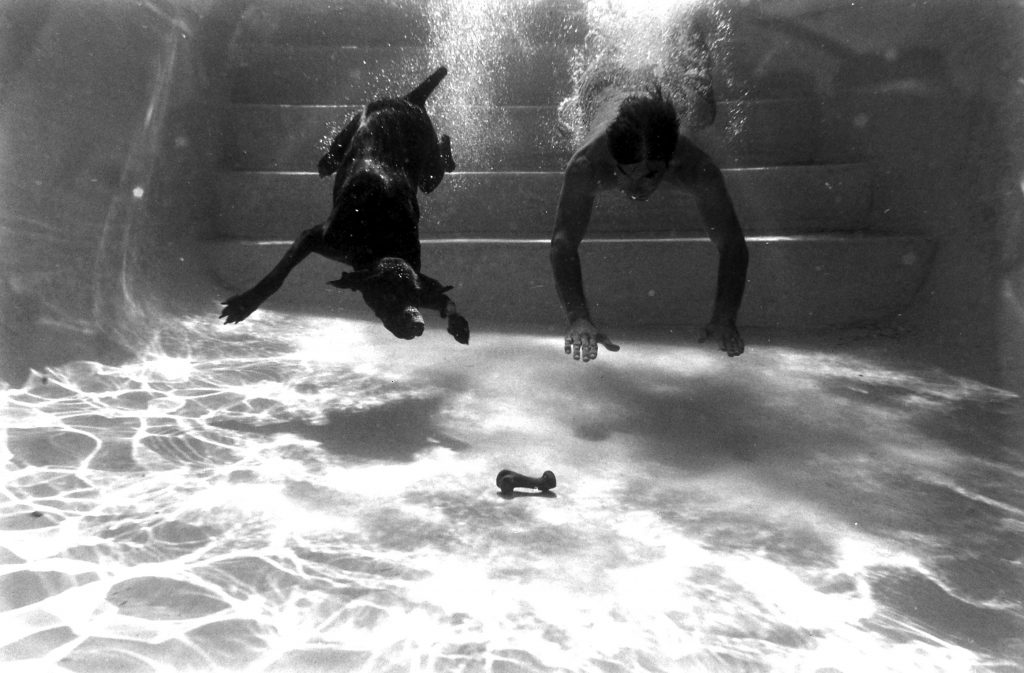 German pointer Bellybutton diving for a rubber bone in swimming pool.