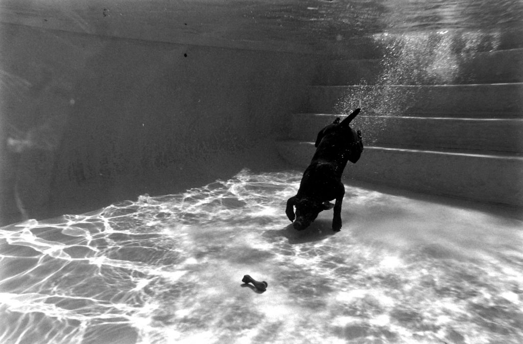 German pointer Bellybutton diving for a rubber bone in swimming pool.