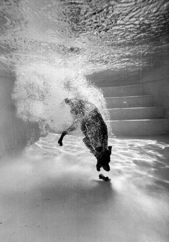 German pointer Bellybutton diving for a rubber bone in swimming pool.