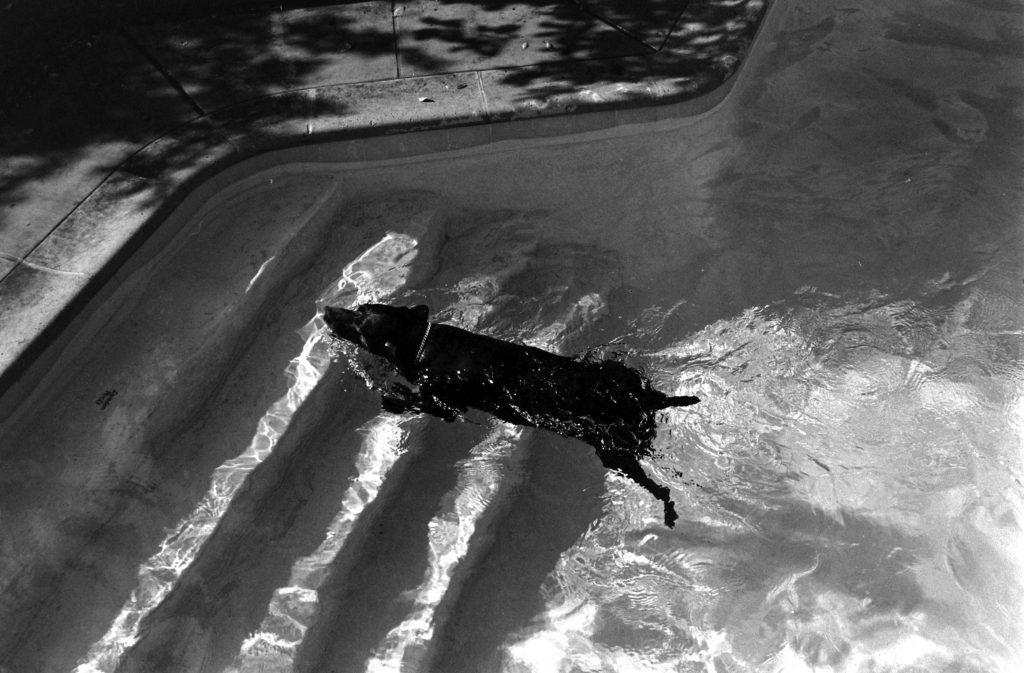 German pointer Bellybutton diving for a rubber bone in swimming pool.