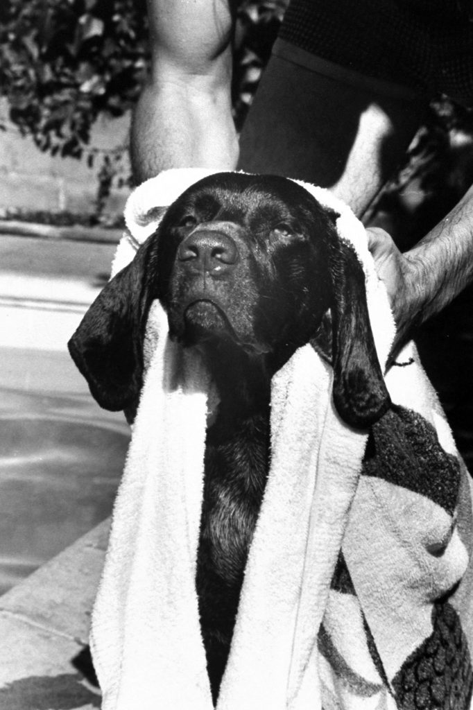 German pointer Bellybutton diving for a rubber bone in swimming pool.