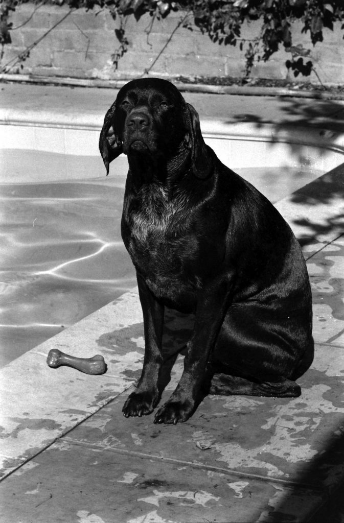 German pointer, Bellybutton after a swim.