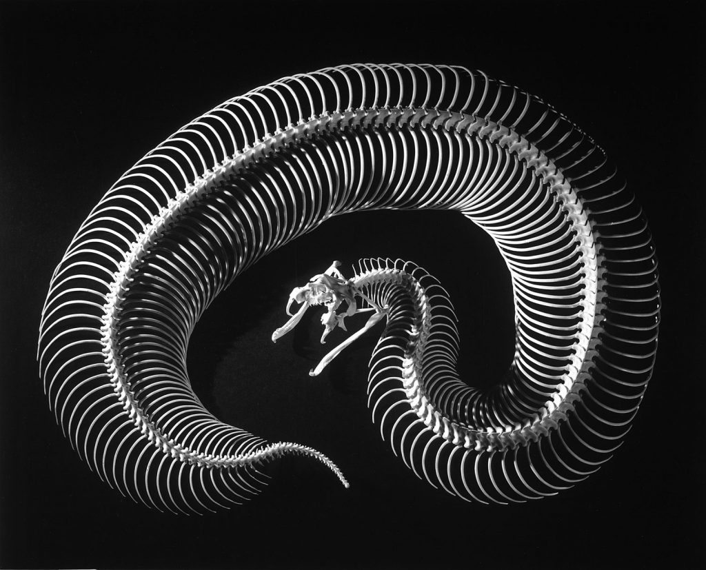 Skeleton of a 4-foot-long gaboon viper, showing 160 pairs of movable ribs, 1952.