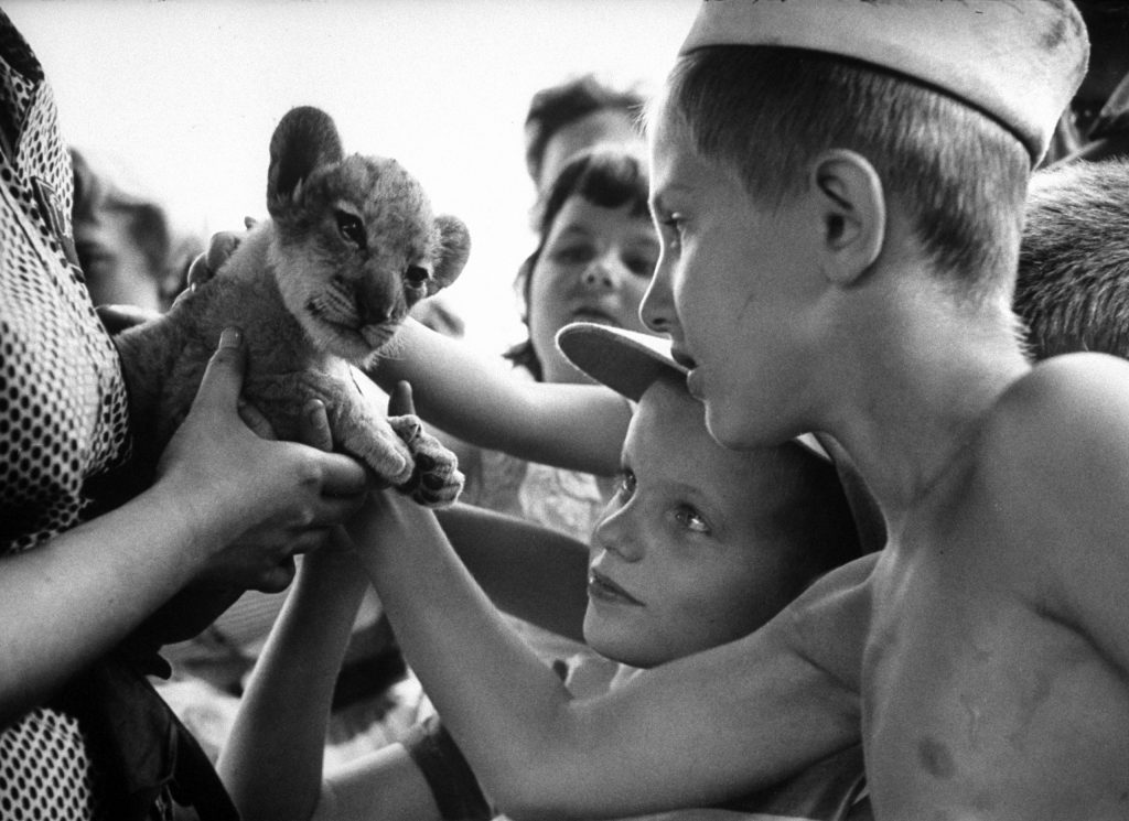Hands swarm over dazed linon cub, Caesar, who came down with case of overaffection.